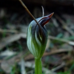 Pterostylis pedunculata at Boro, NSW - suppressed