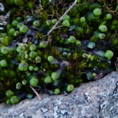 Asterella drummondii (A thallose liverwort) at Boro - 4 Aug 2021 by Paul4K
