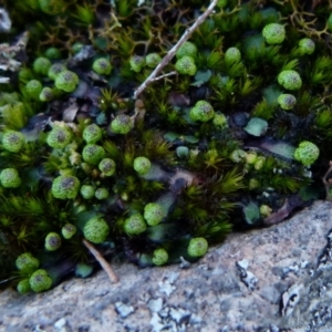 Asterella drummondii at Boro, NSW - 4 Aug 2021