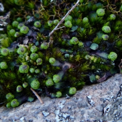 Asterella drummondii (A thallose liverwort) at Boro, NSW - 4 Aug 2021 by Paul4K