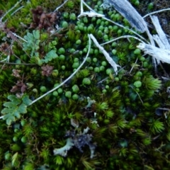 Asterella drummondii at Boro, NSW - 4 Aug 2021