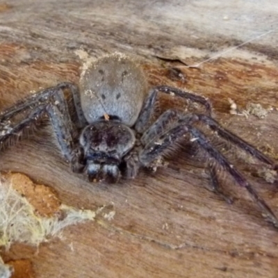 Isopeda (genus) (Huntsman Spider) at Boro, NSW - 4 Aug 2021 by Paul4K