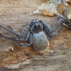 Isopeda sp. (genus) at Boro, NSW - suppressed