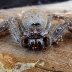 Isopeda sp. (genus) at Boro, NSW - 4 Aug 2021