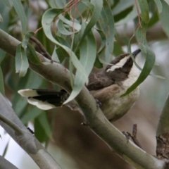 Pomatostomus superciliosus (White-browed Babbler) at Springdale Heights, NSW - 5 Aug 2021 by PaulF