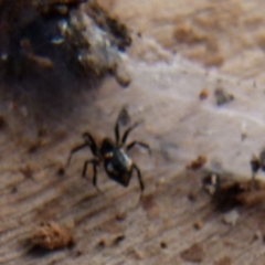 Euryopis splendens at Boro, NSW - 3 Aug 2021