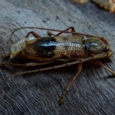 Phoracantha recurva (Yellow Phoracantha borer) at Boro - 5 Aug 2021 by Paul4K