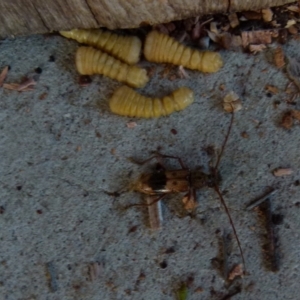 Phoracantha recurva at Boro, NSW - 5 Aug 2021