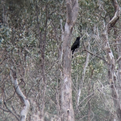 Corcorax melanorhamphos (White-winged Chough) at Table Top, NSW - 5 Aug 2021 by Darcy