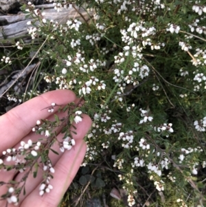 Cryptandra amara at Bruce, ACT - 5 Aug 2021