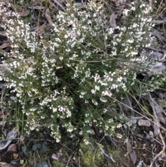 Cryptandra amara at Bruce, ACT - 5 Aug 2021