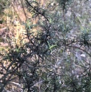 Cassinia quinquefaria at Bruce, ACT - 5 Aug 2021