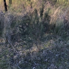 Cassinia quinquefaria at Bruce, ACT - 5 Aug 2021