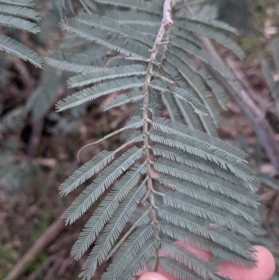 Acacia dealbata subsp. dealbata (Silver Wattle) at Table Top, NSW - 5 Aug 2021 by Darcy