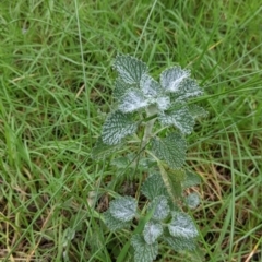 Marrubium vulgare (Horehound) at Wirlinga, NSW - 5 Aug 2021 by Darcy