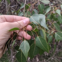 Brachychiton populneus (Kurrajong) at Table Top, NSW - 5 Aug 2021 by Darcy