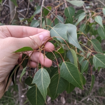 Brachychiton populneus (Kurrajong) at Table Top, NSW - 5 Aug 2021 by Darcy