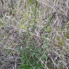 Xerochrysum viscosum (Sticky Everlasting) at Table Top, NSW - 5 Aug 2021 by Darcy