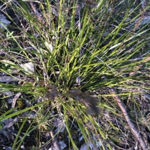 Lepidosperma laterale at Bruce, ACT - 5 Aug 2021 04:17 PM