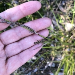 Lepidosperma laterale at Bruce, ACT - 5 Aug 2021 04:17 PM