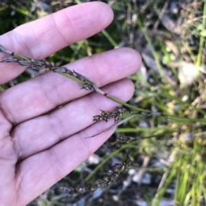 Lepidosperma laterale at Bruce, ACT - 5 Aug 2021 04:17 PM