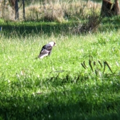 Gymnorhina tibicen (Australian Magpie) at Barnawartha North, VIC - 2 Aug 2021 by Darcy