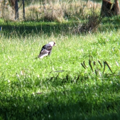 Gymnorhina tibicen (Australian Magpie) at Barnawartha North, VIC - 2 Aug 2021 by Darcy