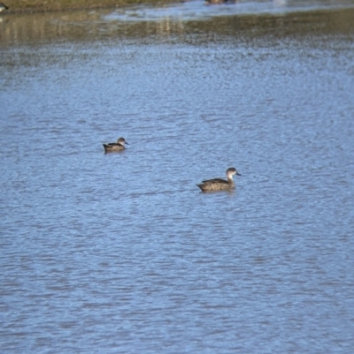 Anas gracilis (Grey Teal) at Barnawartha North, VIC - 2 Aug 2021 by Darcy