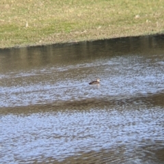 Anas superciliosa (Pacific Black Duck) at Barnawartha North, VIC - 2 Aug 2021 by Darcy