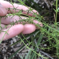 Galium gaudichaudii subsp. gaudichaudii (Rough Bedstraw) at Bruce, ACT - 5 Aug 2021 by Dora