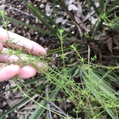 Galium gaudichaudii subsp. gaudichaudii at Bruce, ACT - 5 Aug 2021