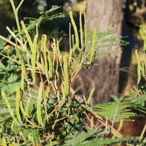 Acacia dealbata at Isaacs, ACT - 5 Aug 2021