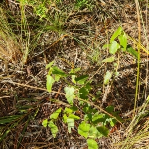 Pavonia hastata at Isaacs, ACT - 5 Aug 2021