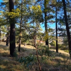 Acacia rubida (Red-stemmed Wattle, Red-leaved Wattle) at Isaacs, ACT - 5 Aug 2021 by Mike