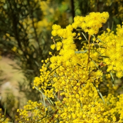 Acacia boormanii (Snowy River Wattle) at Isaacs, ACT - 5 Aug 2021 by Mike