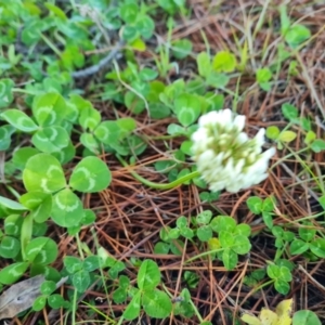 Trifolium repens at Isaacs, ACT - 5 Aug 2021 02:55 PM