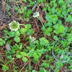 Trifolium repens at Isaacs, ACT - 5 Aug 2021 02:55 PM