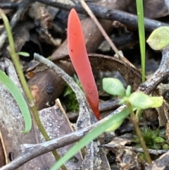 Clavulinopsis corallinorosacea (Clavulinopsis corallinorosacea) at Tidbinbilla Nature Reserve - 5 Aug 2021 by AnneG1