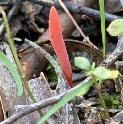 Clavulinopsis corallinorosacea (Clavulinopsis corallinorosacea) at Tidbinbilla Nature Reserve - 5 Aug 2021 by AnneG1