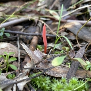 Clavulinopsis corallinorosacea at Paddys River, ACT - 5 Aug 2021 12:31 PM