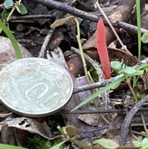 Clavulinopsis corallinorosacea at Paddys River, ACT - 5 Aug 2021 12:31 PM