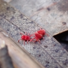 Trombidiidae (family) (Red velvet mite) at Tidbinbilla Nature Reserve - 5 Aug 2021 by AnneG1