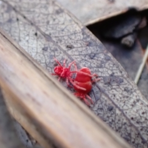 Trombidiidae (family) at Paddys River, ACT - 5 Aug 2021 12:46 PM