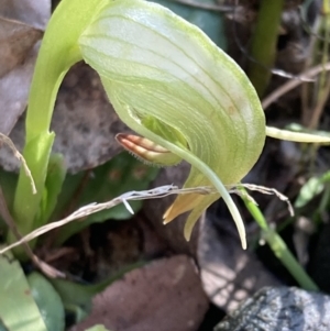 Pterostylis nutans at Paddys River, ACT - suppressed