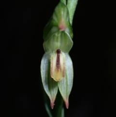 Bunochilus montanus (Montane Leafy Greenhood) at Paddys River, ACT - 5 Aug 2021 by AnneG1