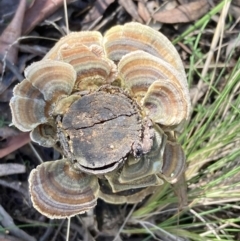 Trametes versicolor (Turkey Tail) at Paddys River, ACT - 5 Aug 2021 by AnneG1