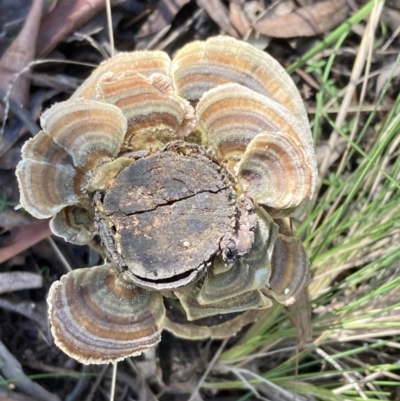 Trametes versicolor (Turkey Tail) at Paddys River, ACT - 5 Aug 2021 by AnneG1