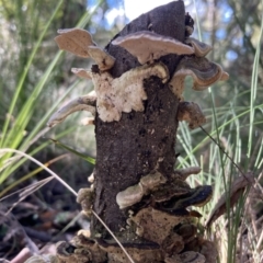 Trametes versicolor at Paddys River, ACT - 5 Aug 2021