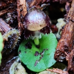 Corysanthes grumula (Stately helmet orchid) at Paddys River, ACT - 5 Aug 2021 by RobG1