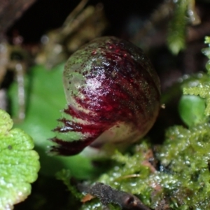 Corysanthes grumula at suppressed - 5 Aug 2021